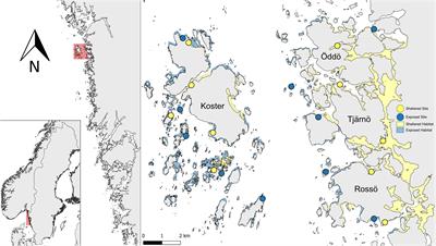 Estimating and scaling-up biomass and abundance of epi- and infaunal bivalves in a Swedish archipelago region: Implications for ecological functions and ecosystem services